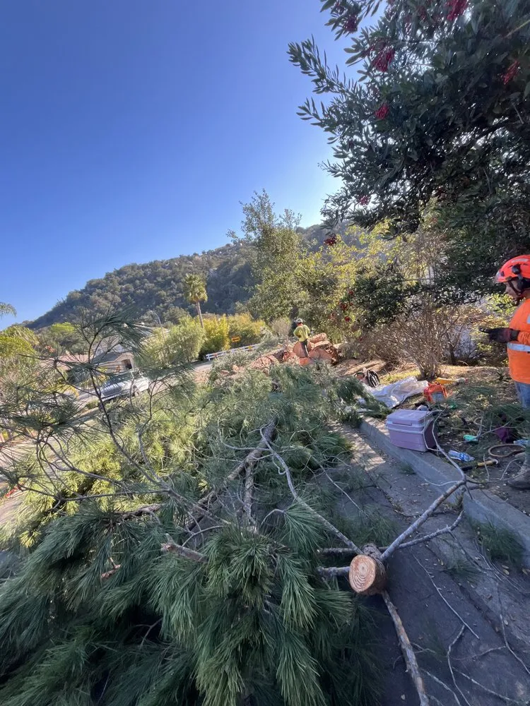 Professional lawn mowing service experts serving Bonsall, CA - Environmental Tree Service and Landscape