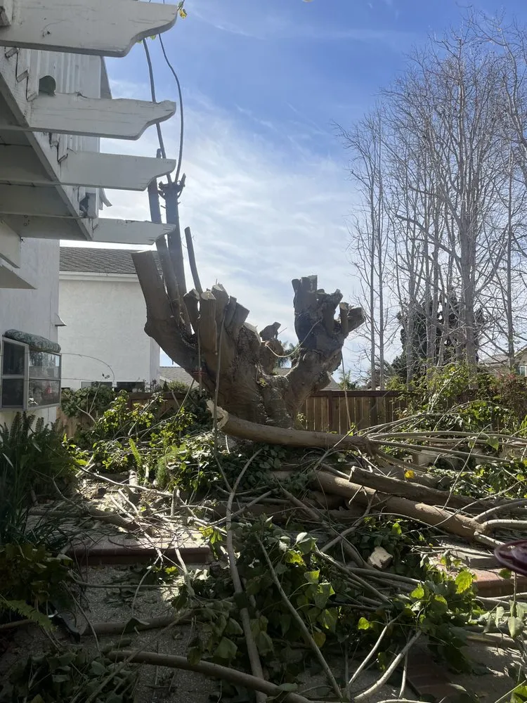 Local landscape installation in Bonsall, CA by Environmental Tree Service and Landscape