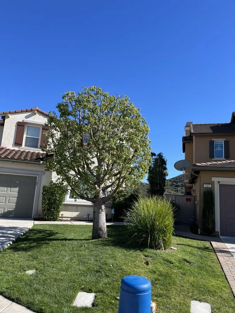 Affordable landscaping services in Bonsall, CA by Environmental Tree Service and Landscape