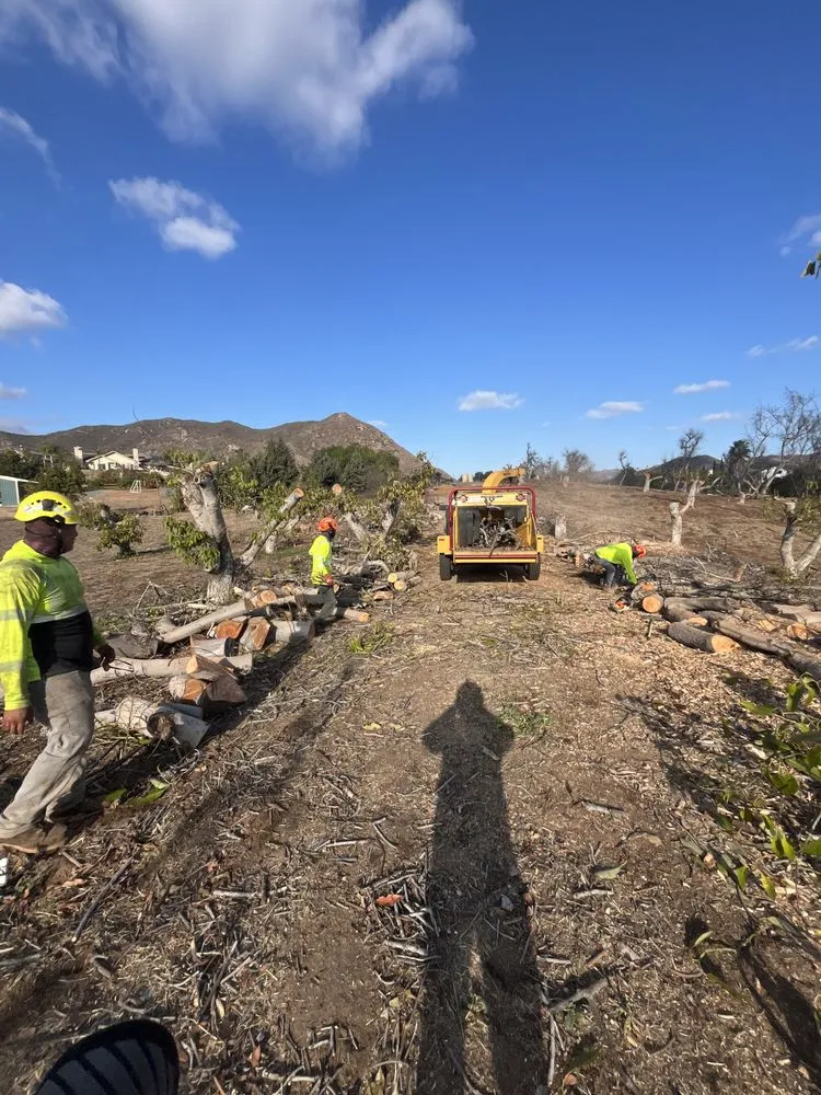 Expert outdoor landscaping in Bonsall, CA by Environmental Tree Service and Landscape