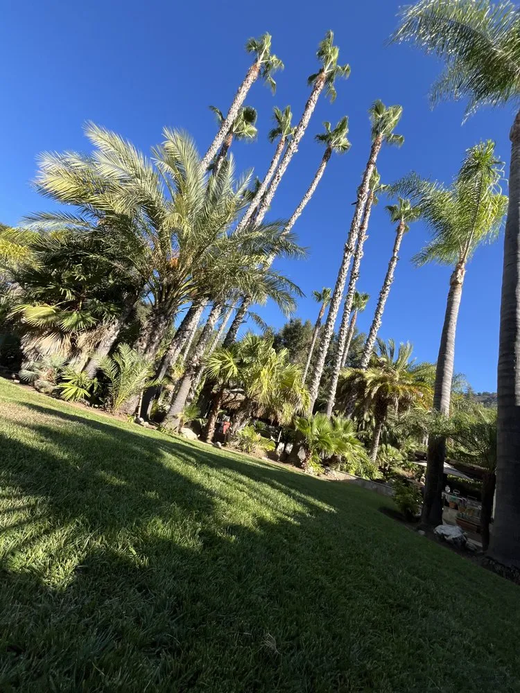 Custom yard maintenance in Oceanside, CA by Environmental Tree Service and Landscape