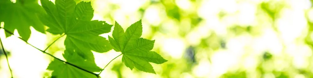 Reliable yard cleanup service in Olathe, KS by Environmental Turf & Tree