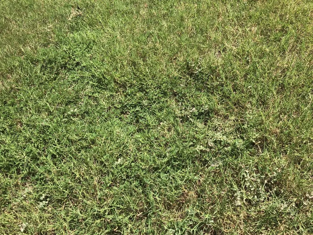 Professional residential landscaping for beautiful yards across Loganville, GA - Environmental Turf Management