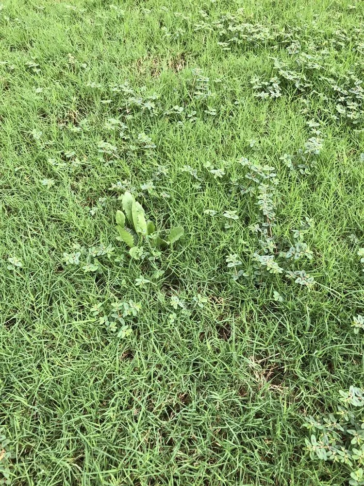 Local lawn mowing service for beautiful yards across Loganville, GA - Environmental Turf Management