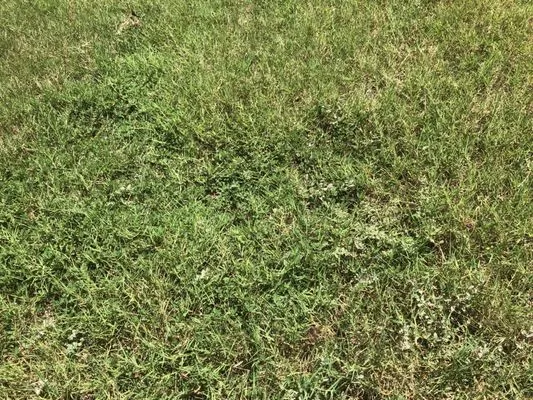 Environmental Turf Management Logo