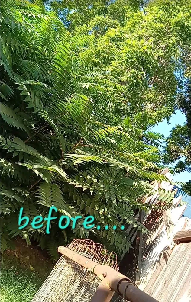 Reliable yard cleanup service for homes across La Puente, CA - Enviroscaping