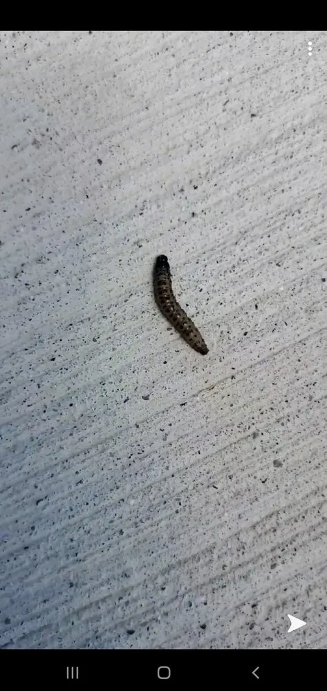 Local landscape installation for homes across Leonard, MI - EnviroTurf