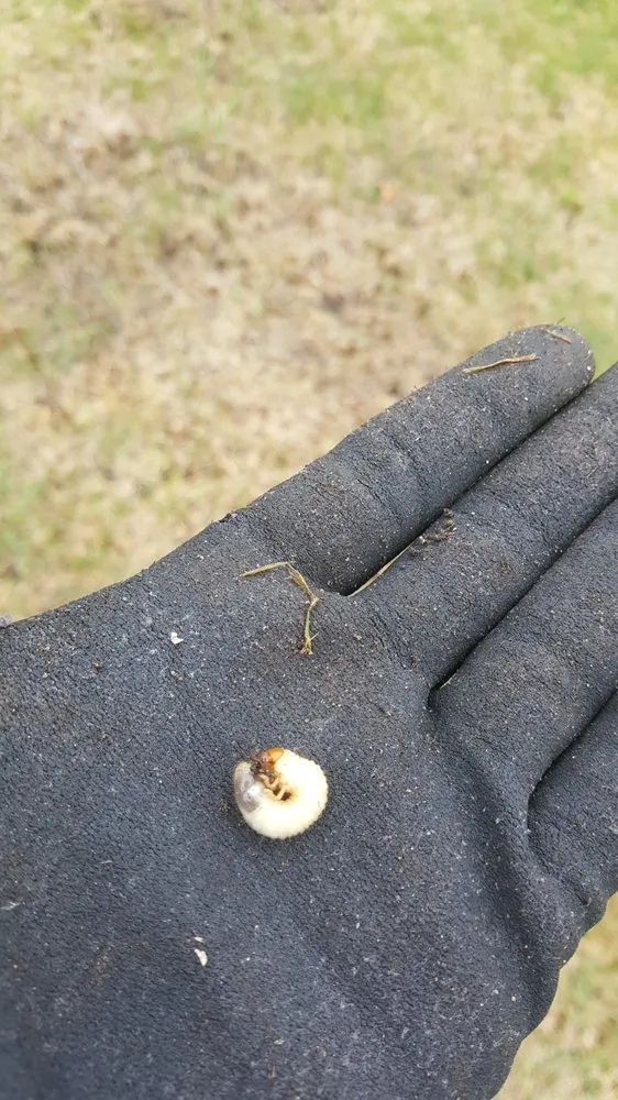 Local landscaping services for year-round maintenance across Leonard, MI - EnviroTurf