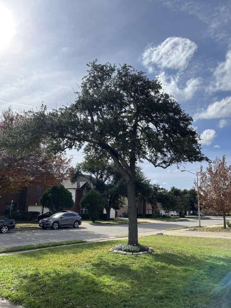 Local landscape design for residential properties across Round Rock, TX - Envision Landscapes & Tree Service