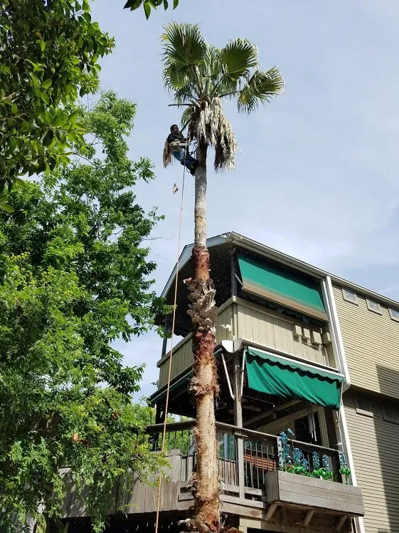 Reliable residential landscaping in Round Rock, TX - Envision Landscapes & Tree Service