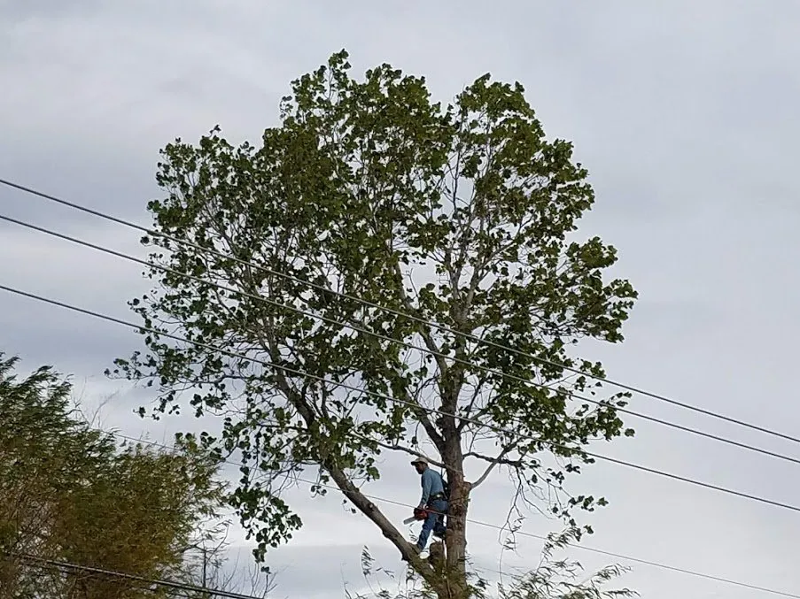 Top-rated landscape design in Round Rock, TX by Envision Landscapes & Tree Service