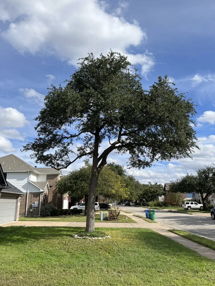 Trusted yard maintenance near you across Round Rock, TX - Envision Landscapes & Tree Service