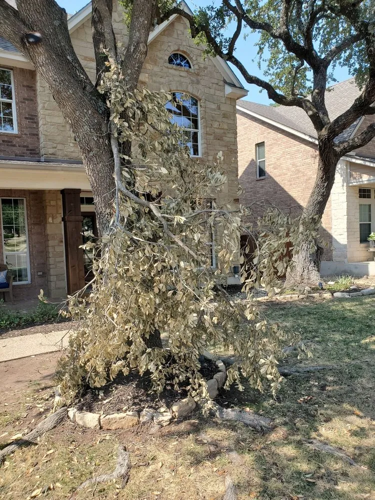 Expert yard maintenance in Round Rock, TX by Envision Landscapes & Tree Service