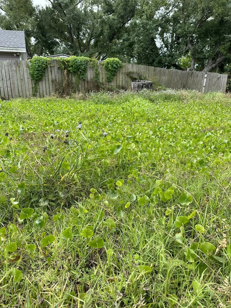 Custom yard maintenance experts serving Destrehan, LA - Envy Lawn Care