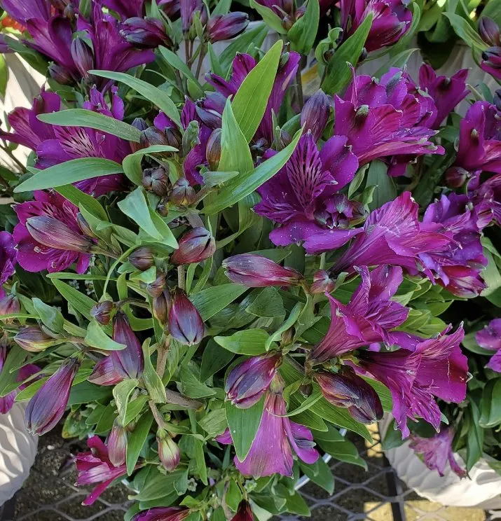 Professional yard maintenance experts serving Charleston, WV - ENVY Pristine Landscapes