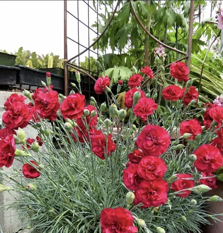 Top-rated outdoor landscaping in Charleston, WV - ENVY Pristine Landscapes