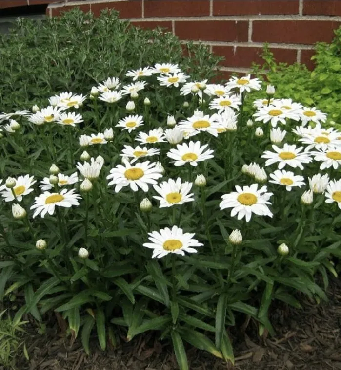 Local lawn mowing service with custom design in Charleston, WV by ENVY Pristine Landscapes