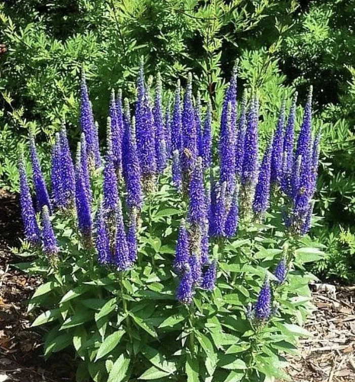 Trusted landscaping services for homes across Charleston, WV - ENVY Pristine Landscapes