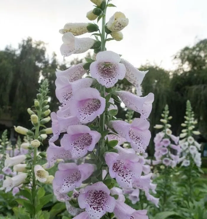 Affordable residential landscaping for beautiful yards across Charleston, WV - ENVY Pristine Landscapes