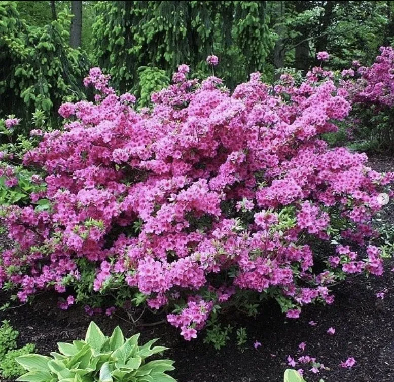 Affordable outdoor landscaping for beautiful yards in Charleston, WV by ENVY Pristine Landscapes