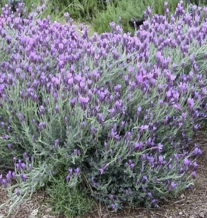 Expert garden landscaping in Charleston, WV by ENVY Pristine Landscapes