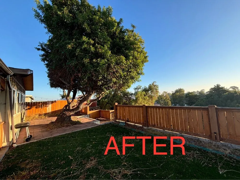 Reliable lawn care service for year-round maintenance across San Diego, CA - Enzo’s Landscaping