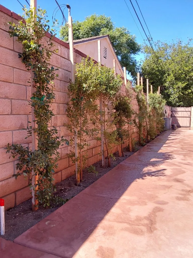 Custom lawn mowing service in Pacoima, CA by EOC Gardening Services