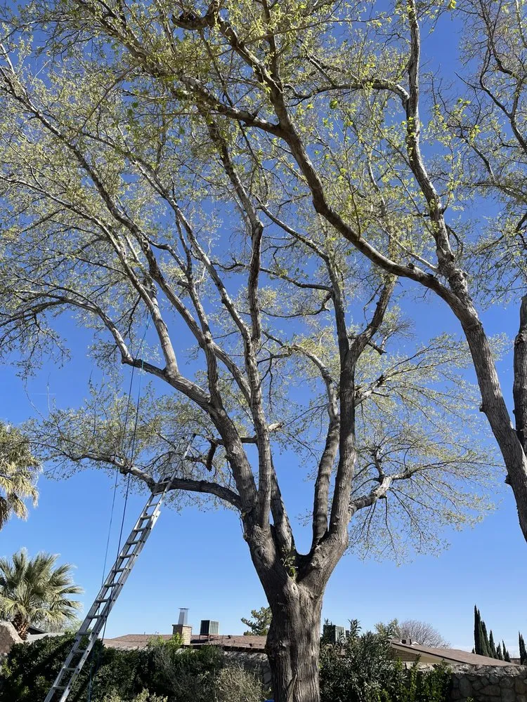 Custom lawn mowing service in El Paso, TX - EP Landscaping