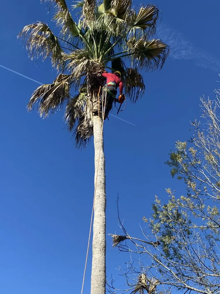 Trusted yard cleanup service for year-round maintenance across Houston, TX - EP Landscaping