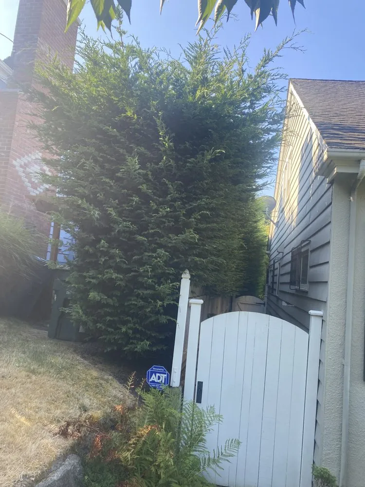 Affordable landscaping services for year-round maintenance in Seattle, WA by EP Landscaping