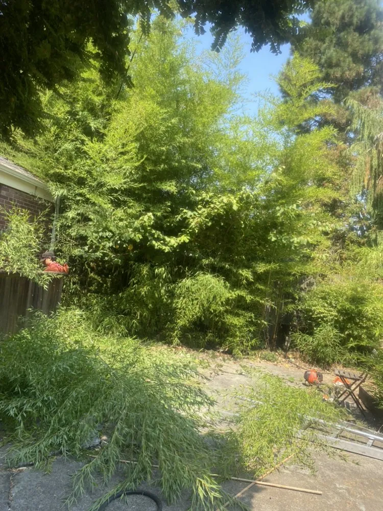 Reliable yard cleanup service in Seattle, WA by EP Landscaping