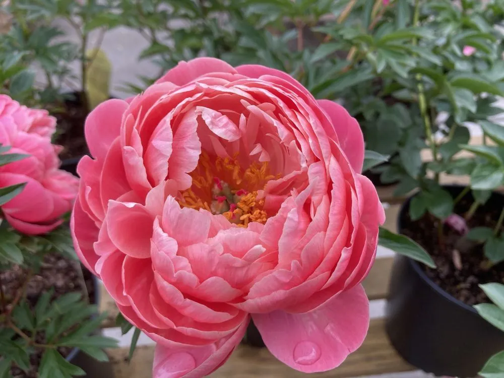 Expert residential landscaping for outdoor upgrades across Alexandria, VA - EP Mowing and Landscaping