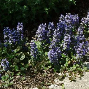 Custom yard cleanup service in Ephrata, PA by Ephrata Land Care Services