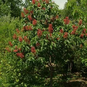 Affordable yard cleanup service for year-round maintenance across Ephrata, PA - Ephrata Land Care Services