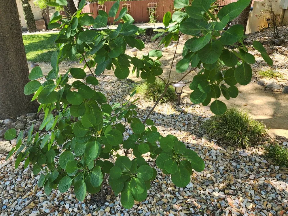 Reliable yard cleanup service experts serving Oakland, CA - Epic Garden and Landscape