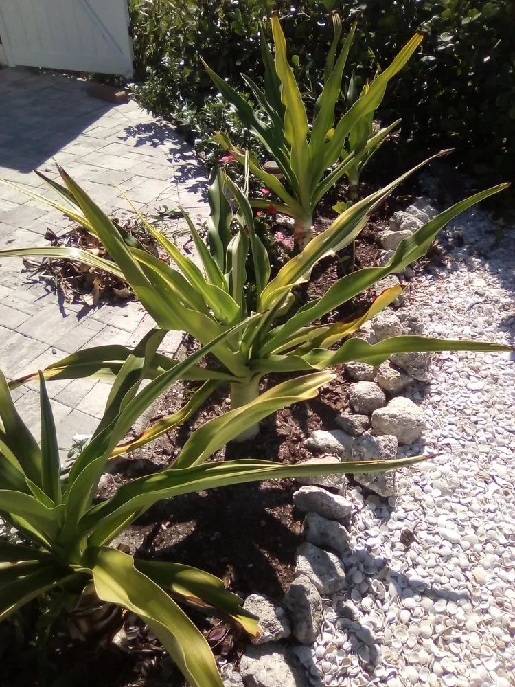 Top-rated residential landscaping in Bradenton, FL - Epic Landscaping
