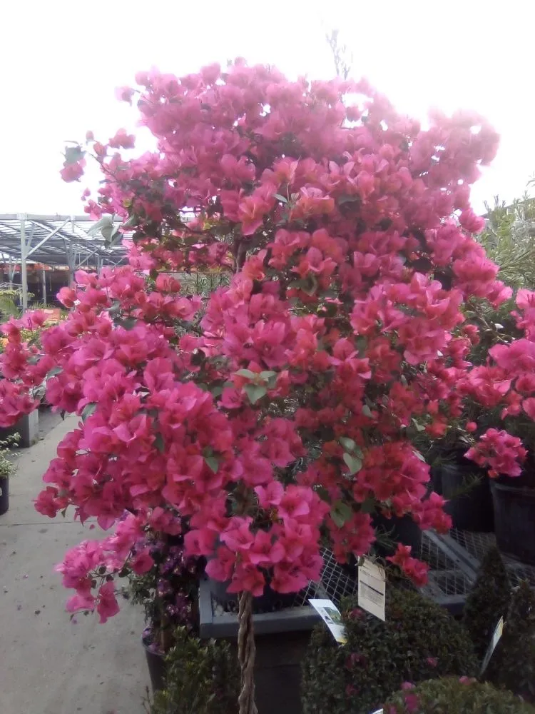 Professional landscape installation with custom design across Bradenton, FL - Epic Landscaping