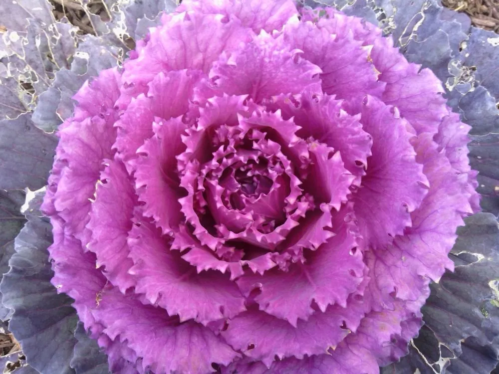 Reliable lawn care service for beautiful yards in Windham, CT by EPIC Landscaping