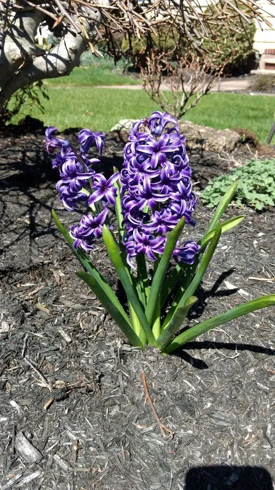 Affordable outdoor landscaping for residential properties in Windham, CT by EPIC Landscaping