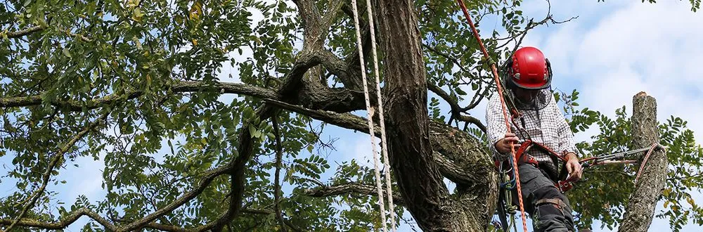 Expert outdoor landscaping in Gallatin, TN by Epic Lawn and Trees