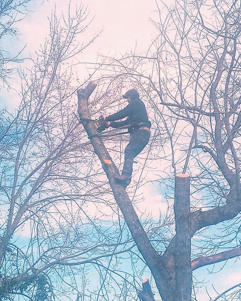 Trusted residential landscaping near you across Roanoke, VA - Epic Tree Service & Lawn Care