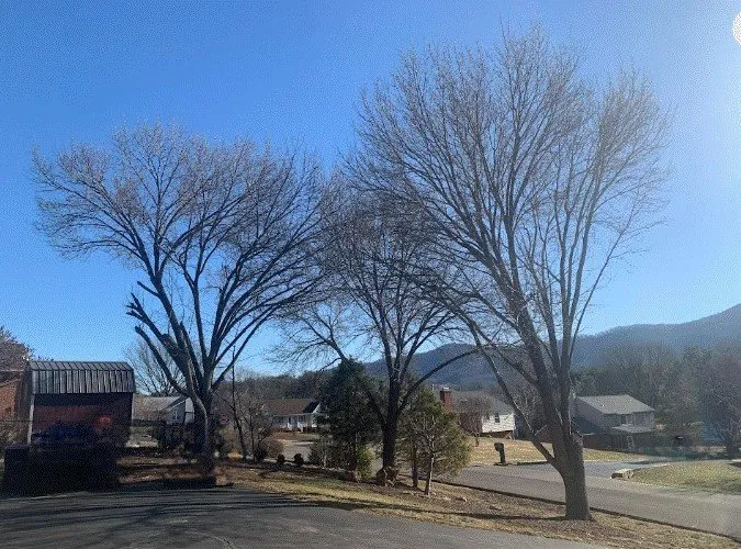 Trusted yard cleanup service in Roanoke, VA - Epic Tree Service & Lawn Care