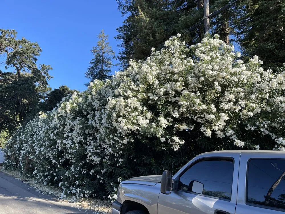 Top-rated yard maintenance in Modesto, CA by Epi’s Gardening & Maintenance