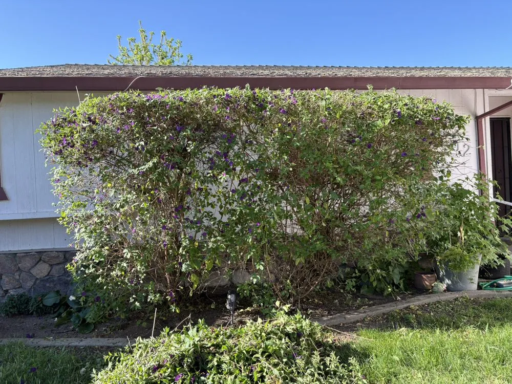 Affordable yard cleanup service for homes across Modesto, CA - Epi’s Landscaping And Maintenance