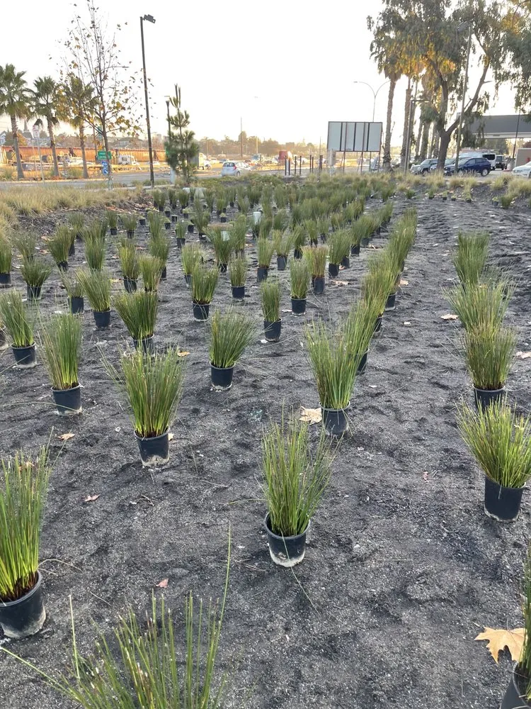 Trusted yard maintenance in Lathrop, CA by EPL Landscaping