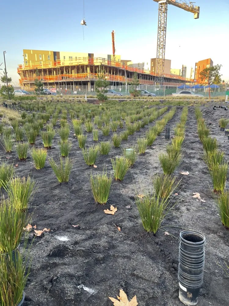 Custom lawn mowing service for beautiful yards in Lathrop, CA by EPL Landscaping