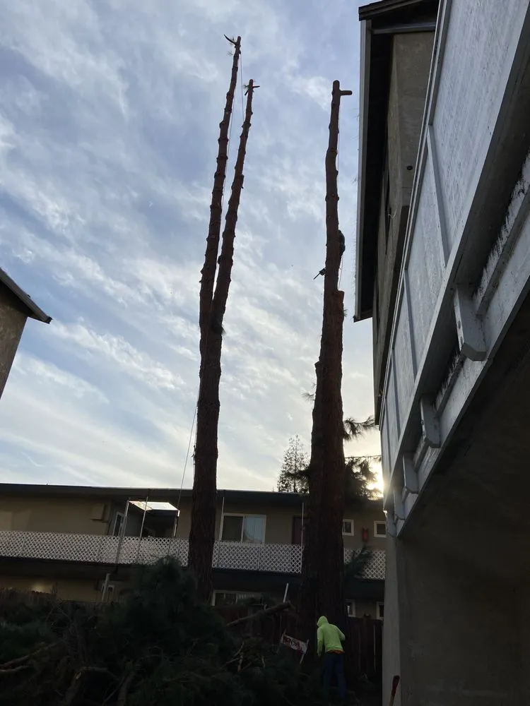 Affordable lawn care service for year-round maintenance across Lathrop, CA - EPL Landscaping