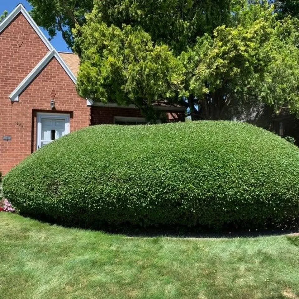 Local yard cleanup service in West Valley City, UT by EPS Landscaping