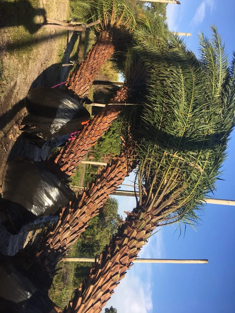 Reliable landscape design near you in Pompano Beach, FL by Equilibrium Landscape