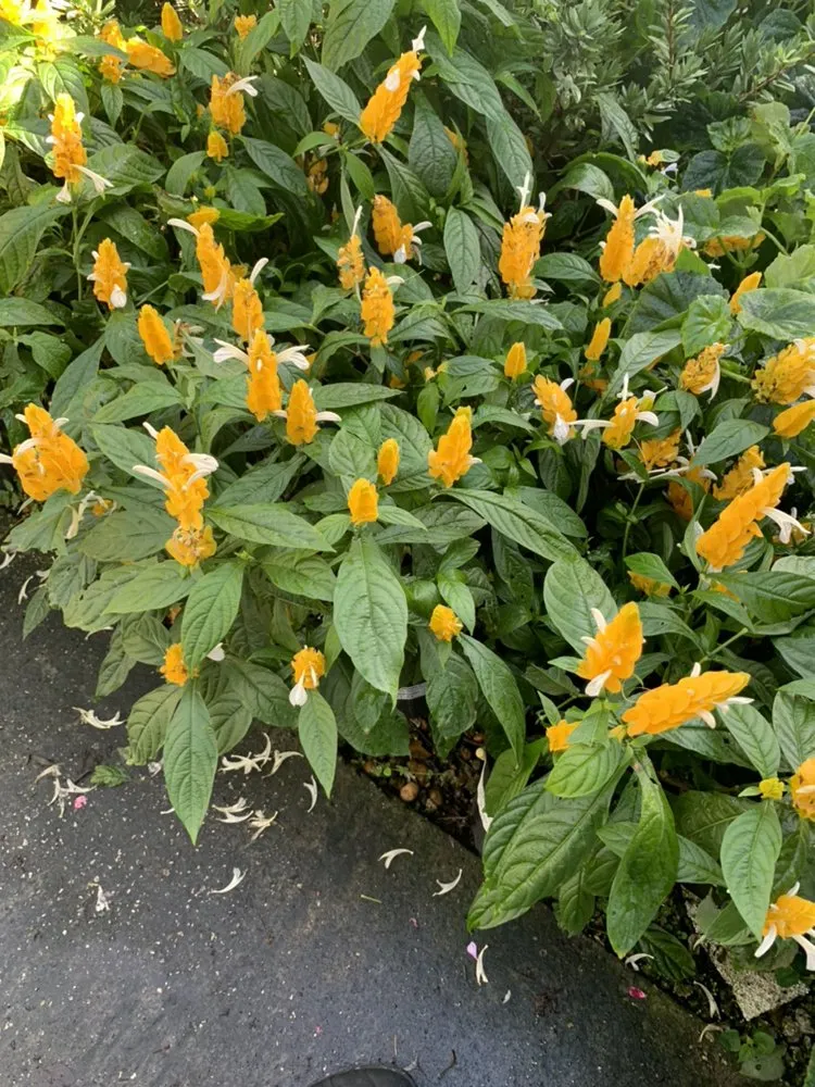 Top-rated outdoor landscaping experts serving Pompano Beach, FL - Equilibrium Landscape